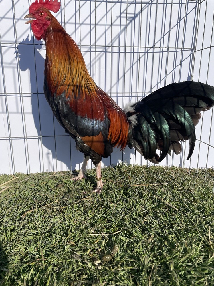 DoubleHFarm|| Fertilized 12 Hatching Eggs