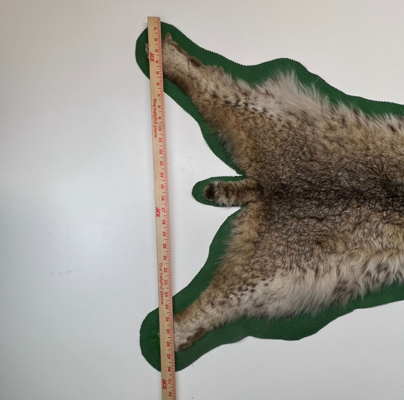Vtg. Bobcat Taxidermy Rug Mount Full Body Green Felt Border Rustic Cabin Decor