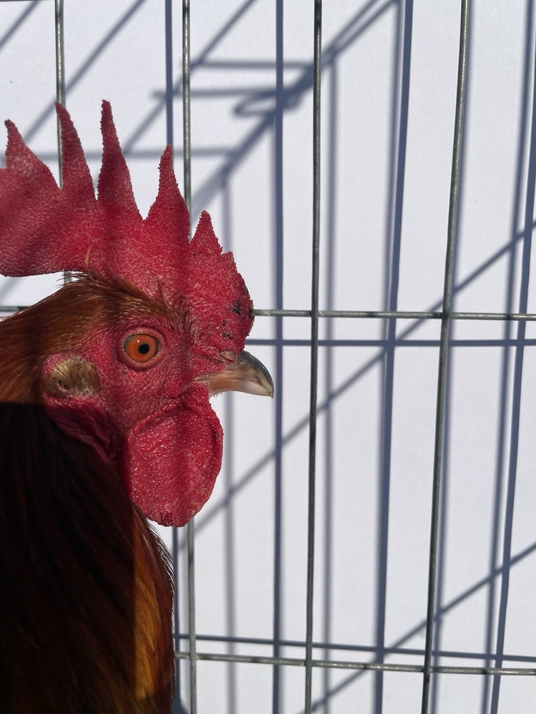 DoubleHFarm|| Fertilized 12 Hatching Eggs