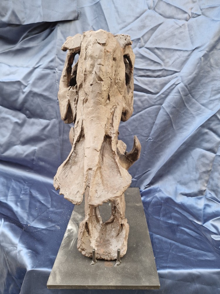 Androsaurus Head Fossil