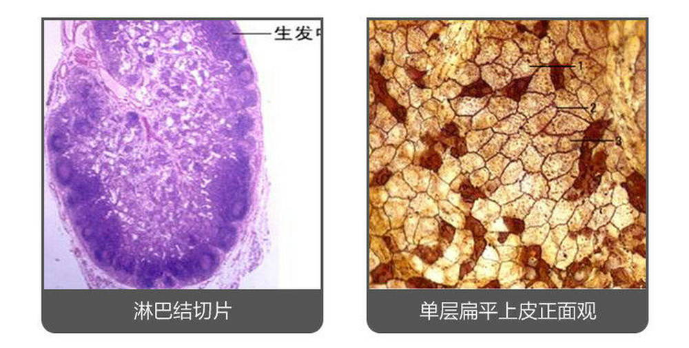 100PCS New Mammal Tissue Sections Histology Prepared Specimen Microscope Slides