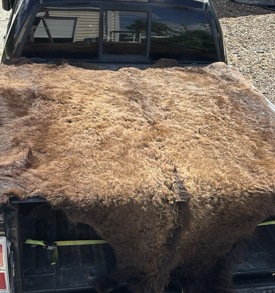Buffalo / Bison Hide/ Pelt *Very Large* 86”X65” Great Condition