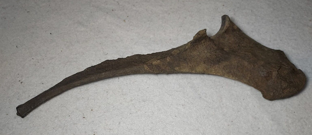 Ice Age Bison Ulna Bone Fossil
