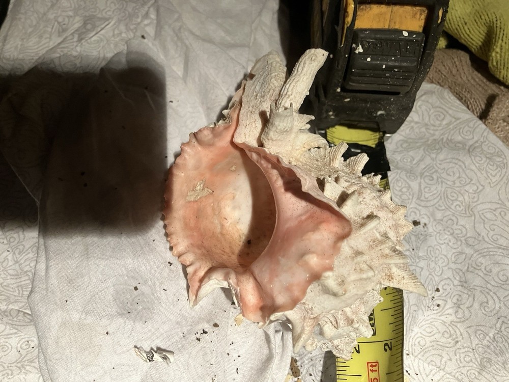 Sea Shell Lot 3 Nice Shells