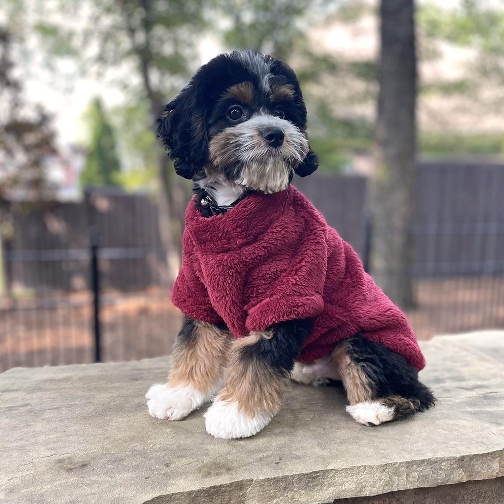 Doggie Design Soft Plush Pullover - Burgundy