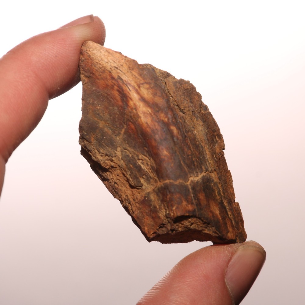 Dinosaur Vertebrae Process - Great - Beautiful - Hell Creek Formation Cretaceous