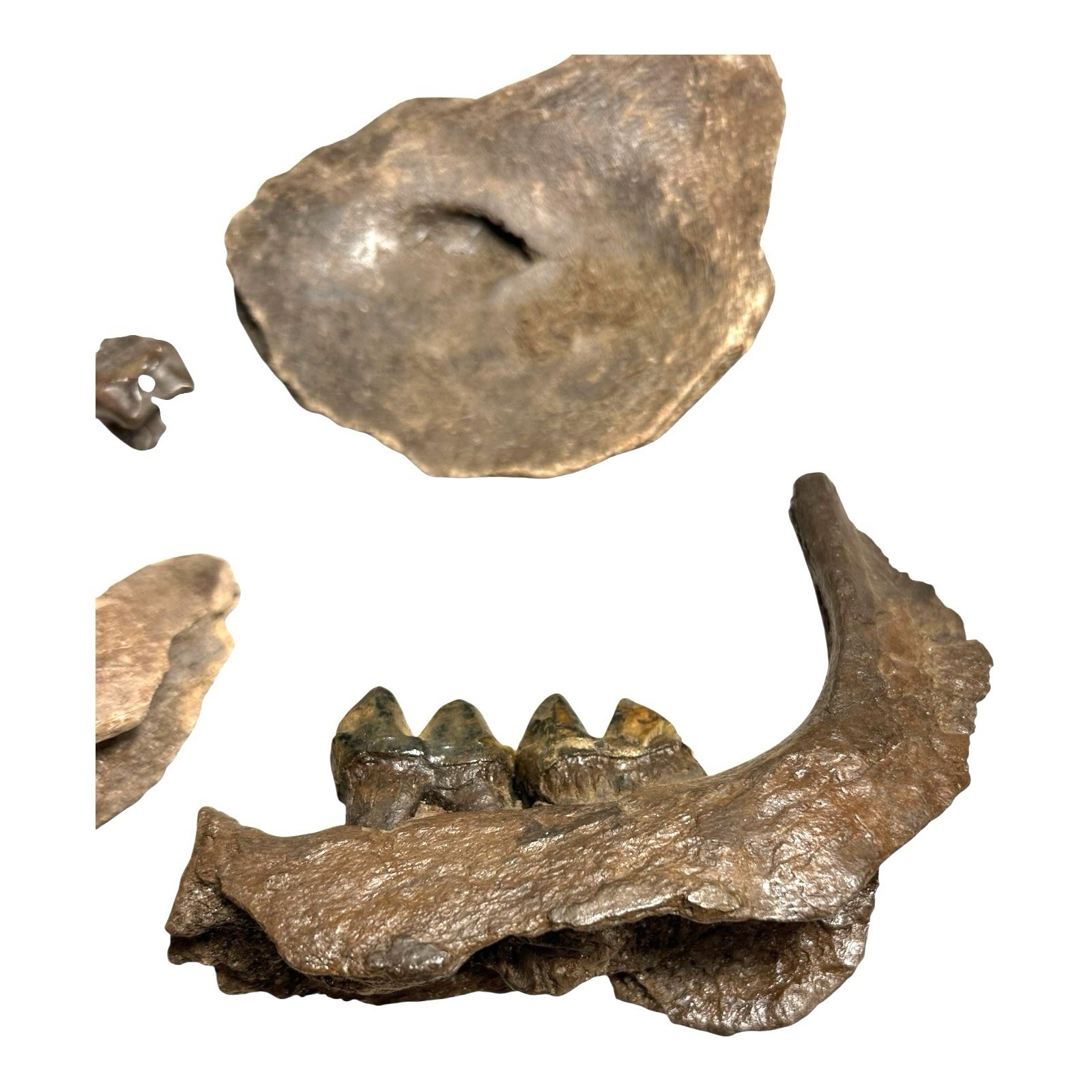 Prehistoric Pleistocene Age Fossilized Tapir Teeth and Mandible Jaw Pieces