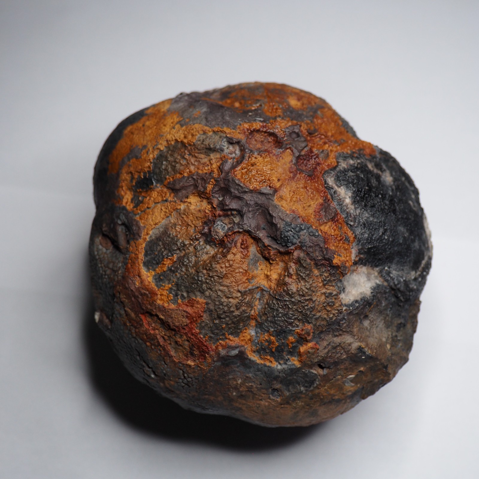 Large 1.8 kg Lobolith Scyphocrinites Crinoid Floating Devonian Fossil Morocco