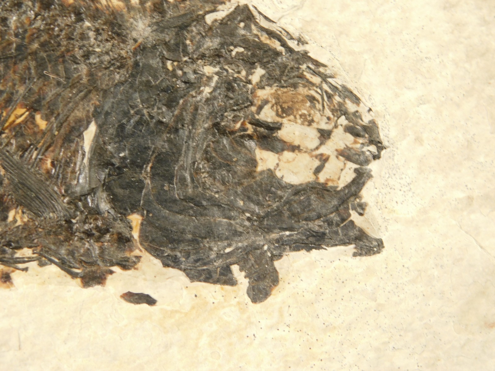 Larger! 50 Million Year Old Knightia FISH Fossil on Big Matrix Wyoming 721gr