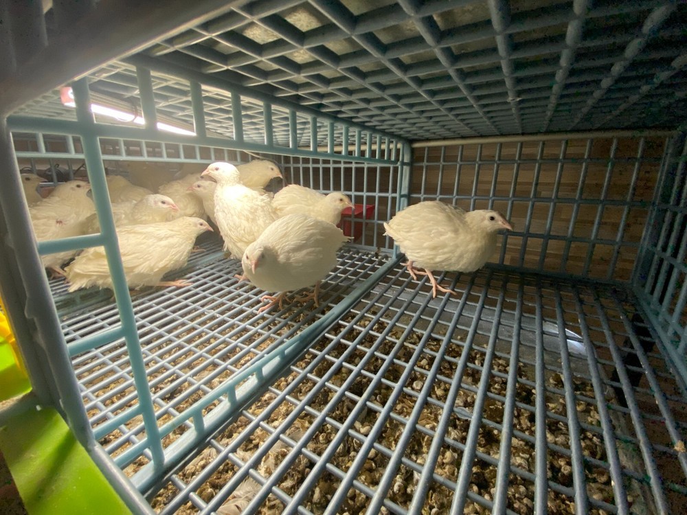 60- Celadon Quail Hatching Eggs - 100% True Blue Coturnix 🪺