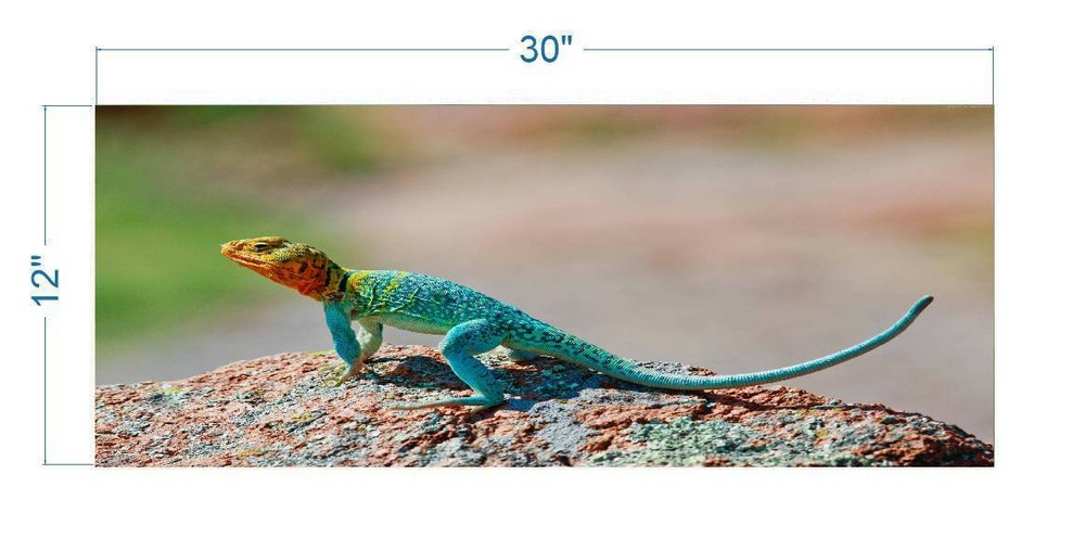 Collard Lizard Polyester Fish Tank Glass Back Drop Aquarium Background New