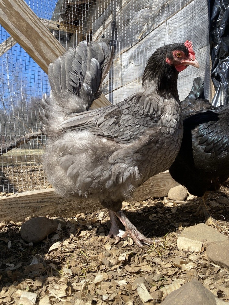 12 Welsummer X Green queen hatching eggs