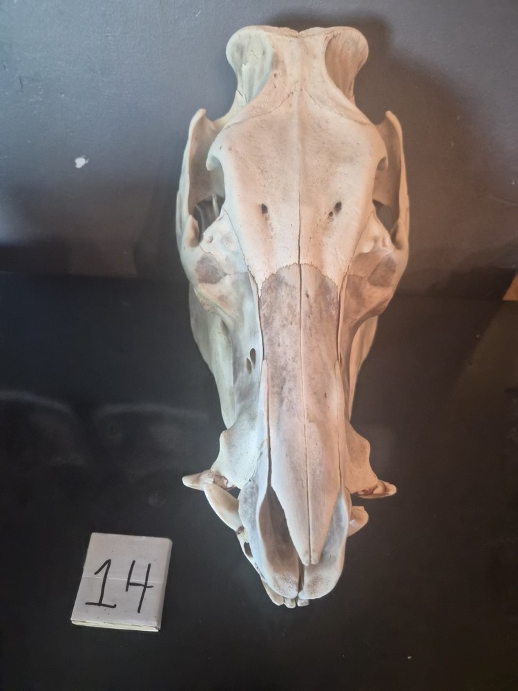 Boar skull