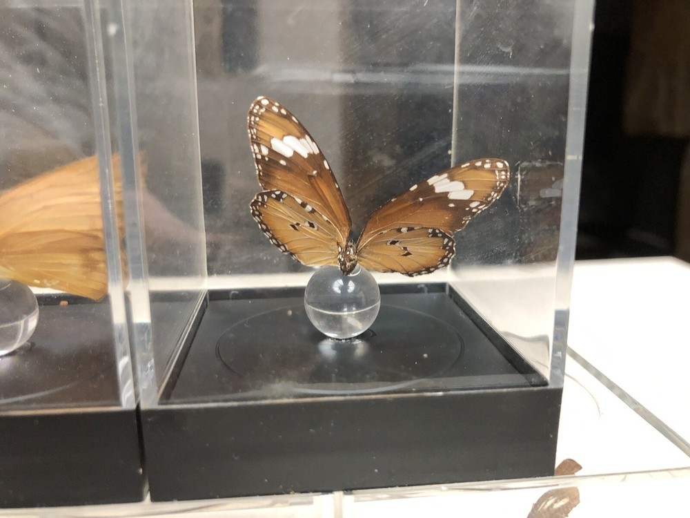 7 Mounted Butterfly Specimens In Acrylic Cases