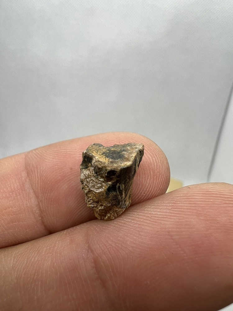Nice Triceratops Tooth Dinosaur Fossil