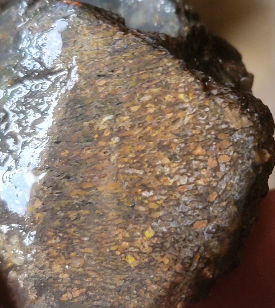 2.78 Lbs Agitized Dino Bone Smalls