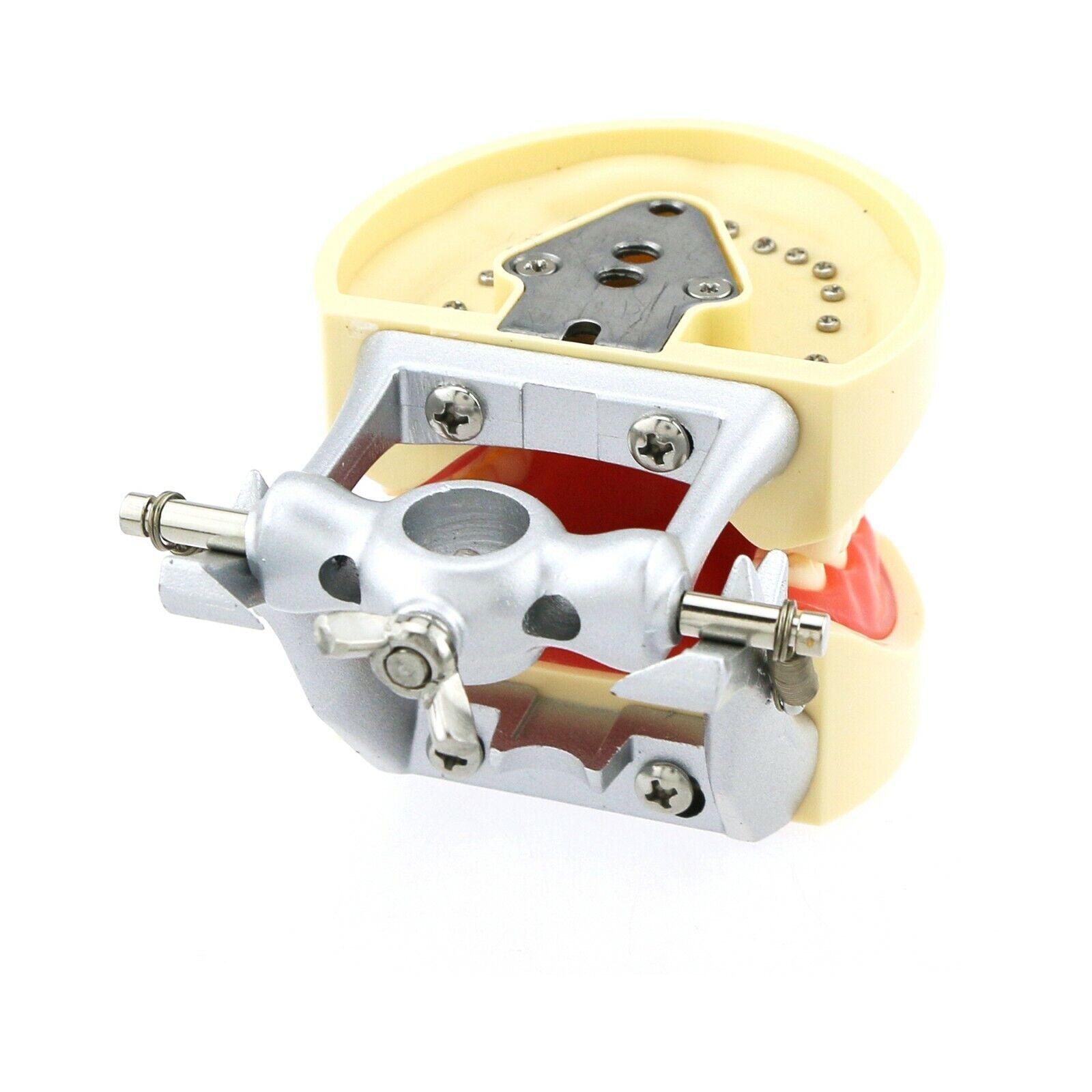 Dental 200 Type Typodont Model With Removable Teeth fit Kilgore NISSIN M8012