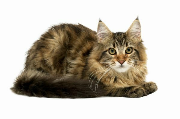 cat eye problems - CAT EYE HEALTH COMPLEX - cat cranberry 2B