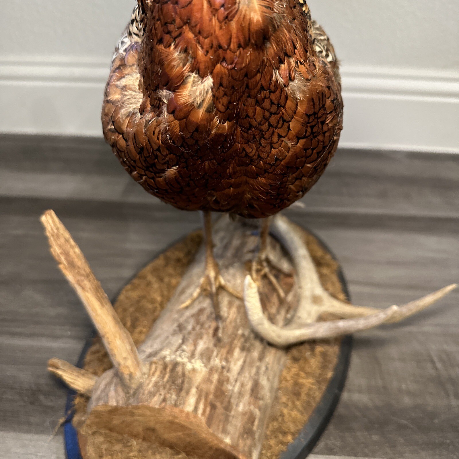 Pheasant Ring Neck Taxidermy Table / Shelf Display Mount