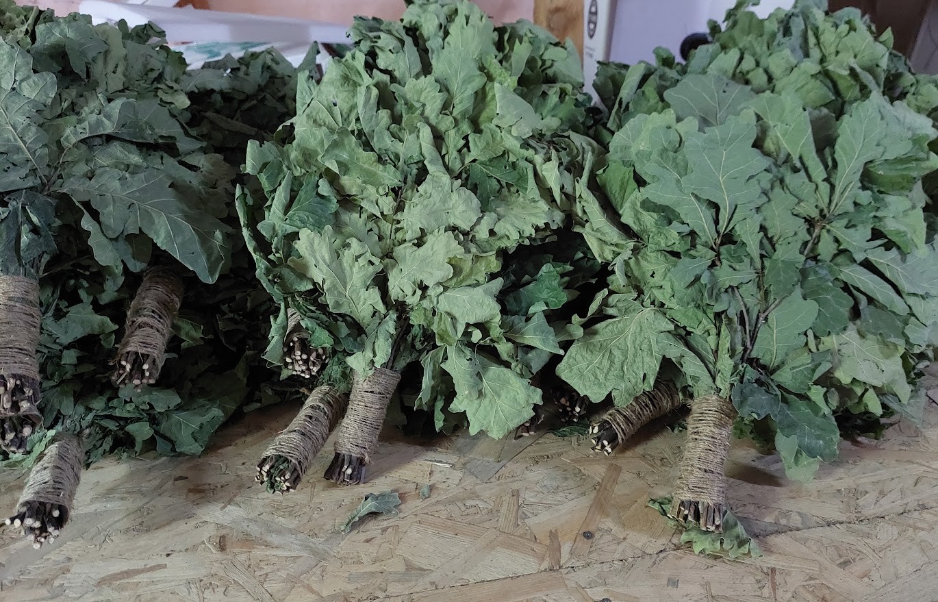 18st Oak brooms+herbs sauna banya venik whisks Eiche eco 2025 Ukrainian free shi