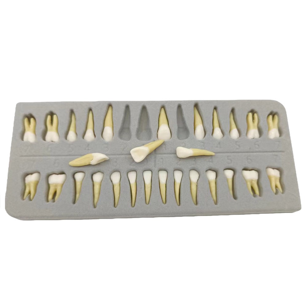 28 Resin Dental Permanent Teeth Study Tooth Model Discrete With Root Simulation