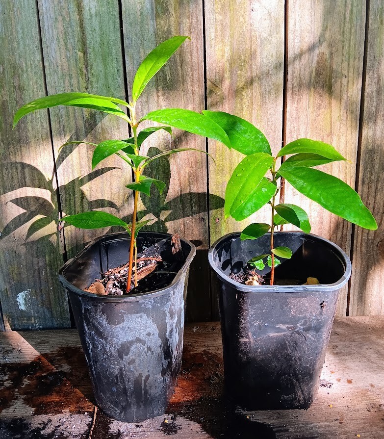 Kong White Wax Jambu - Syzygium samarangense - Java Apple - Wax Apple