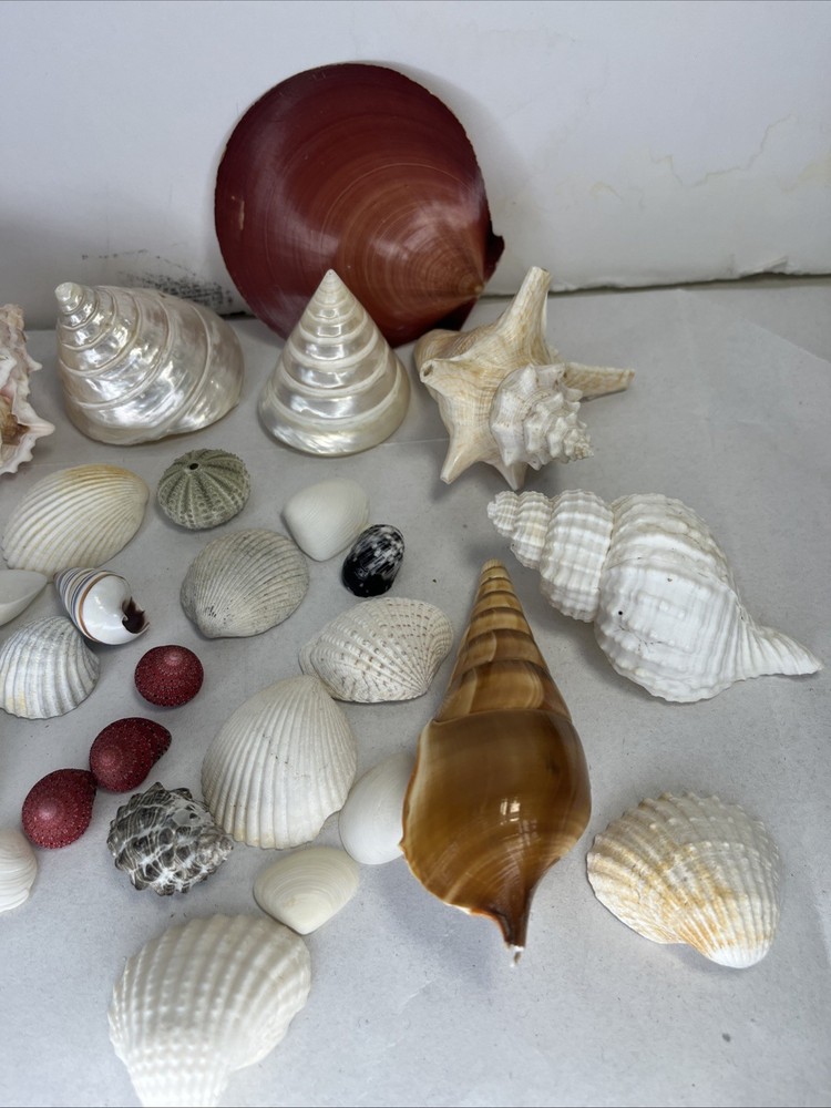 Sea Shells Shell Saltwater Variety Lot Assorted Vintage