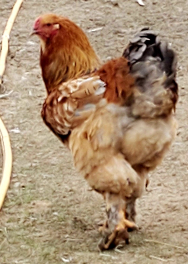 Blue Buff Columbia Brahma Hatching Eggs 8+