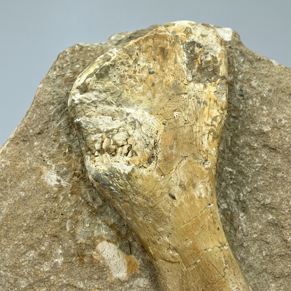RARE BEAUTIFUL TURTLE BONE FROM MOROCCO