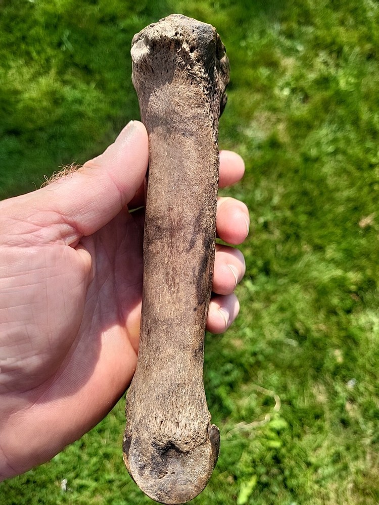 Bison metacarpal Historic bison foot bone