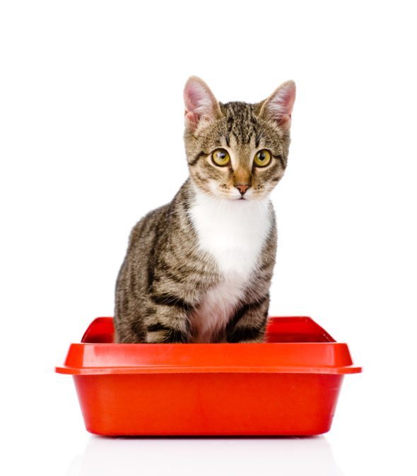 urinary tract supplements cats - CAT URINARY TRACT SUPPORT 2B- cat urinary