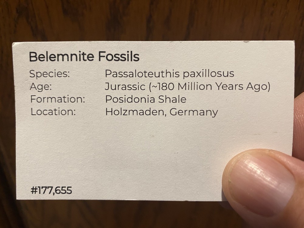 Ridiculously Aesthetic Belemnites In Matrix