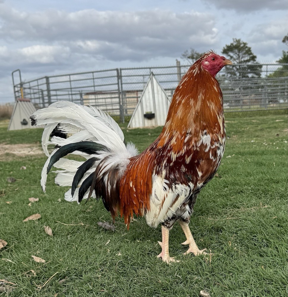 Chicken Hatching Egg