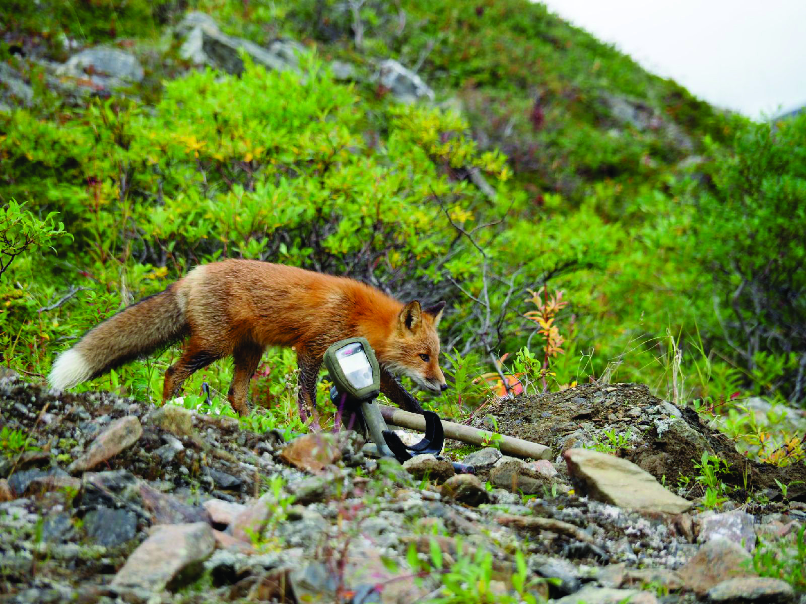 Doc's Covers Head w/shade, Arm Cuff Cover w/Strap for Minelab Gold Monster 1000