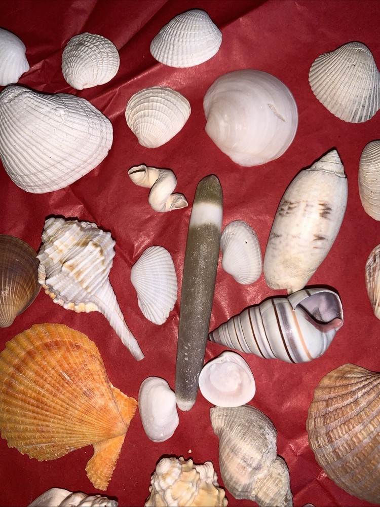 Seashell Lot Various Sizes and Shells Beautiful Selection Craft Beach 50+ Shells