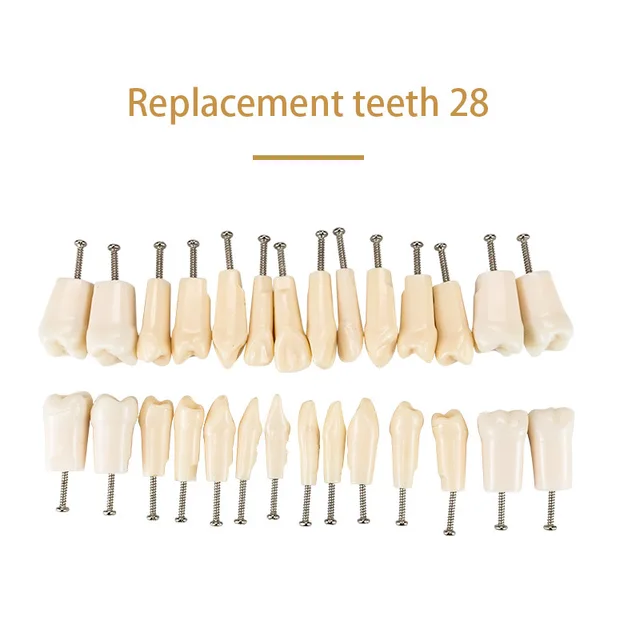 28 Screw-in Teeth Dental Typodont Model Replacement Practice Study Tooth Model