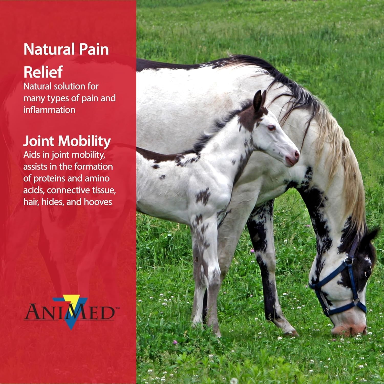 New AniMed MSM 99.9% Pure, 5 lb Free Delivery