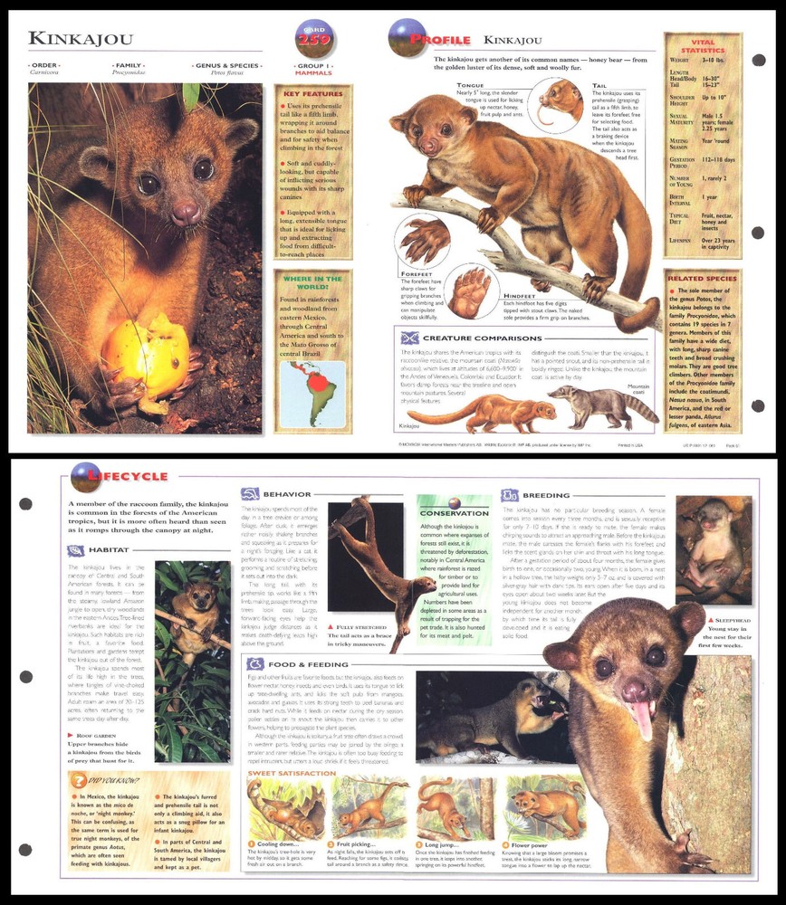 Fold-Out Sheet - Kinkajou - 259