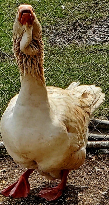 Giant Dewlap TOULOUSE Hatching Eggs 7