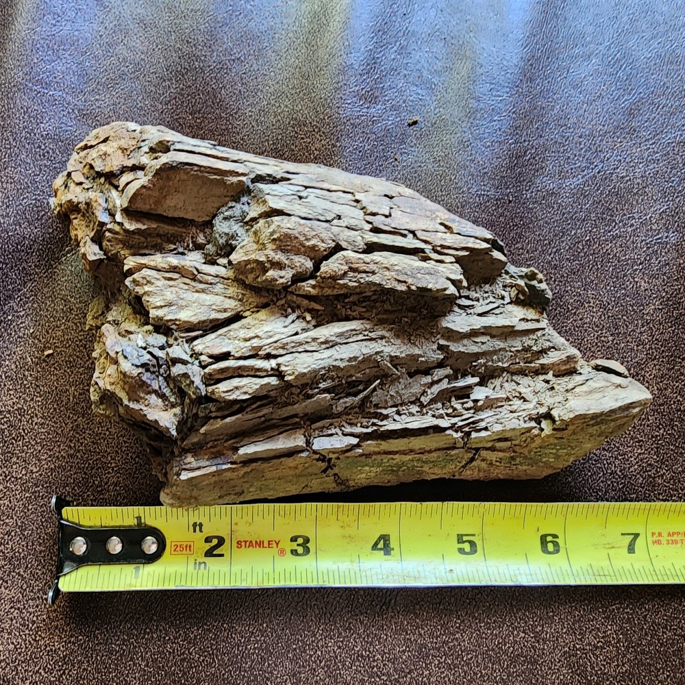 Dinosaur bone Section - Authentic Cretaceous Fossil - Hell Creek Formation