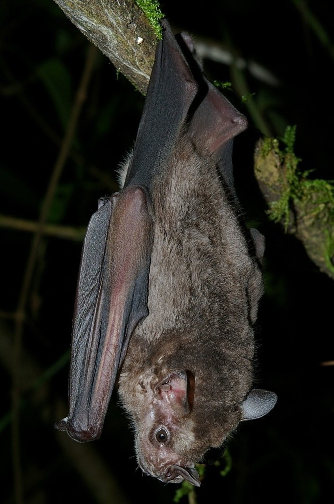 Jamaican Bat Guano