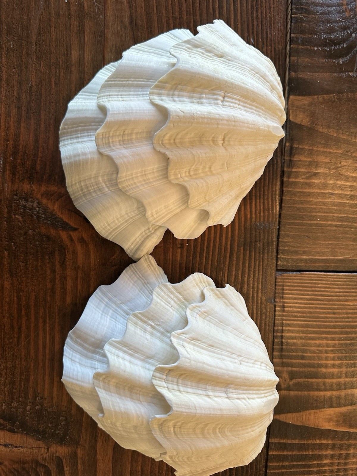 Set Of 6 TRIDACNA GIGAS(?) Clam Sea Shells Half 6” x 4” BEAR PAW Nautical Ocean