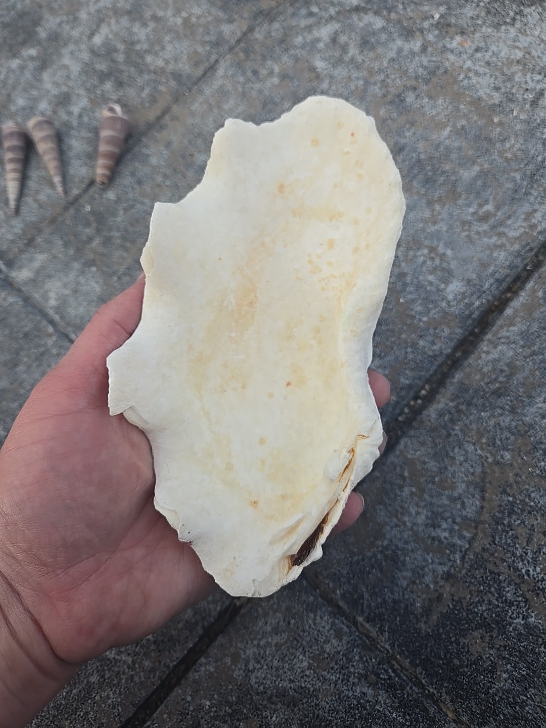 Derasa Tridacna Clam Seashell Half White w Barnacle Growth 1 HALF approx 6.75"