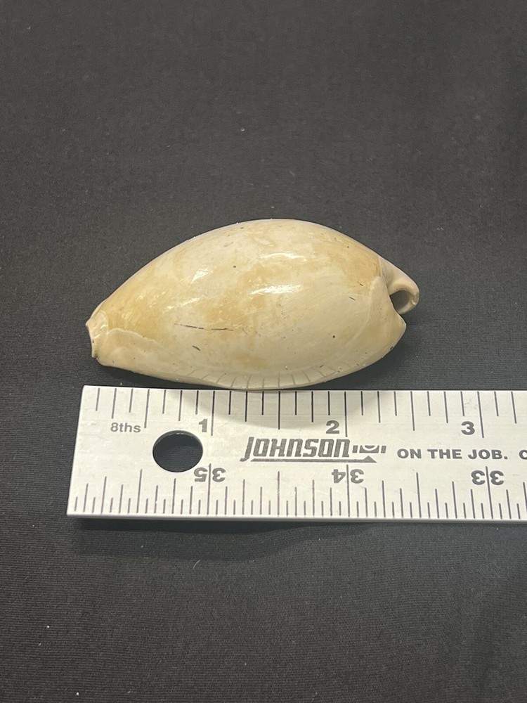 EXTINCT Fossilized COWRIE Shell From Central Florida - Pliocene Era.