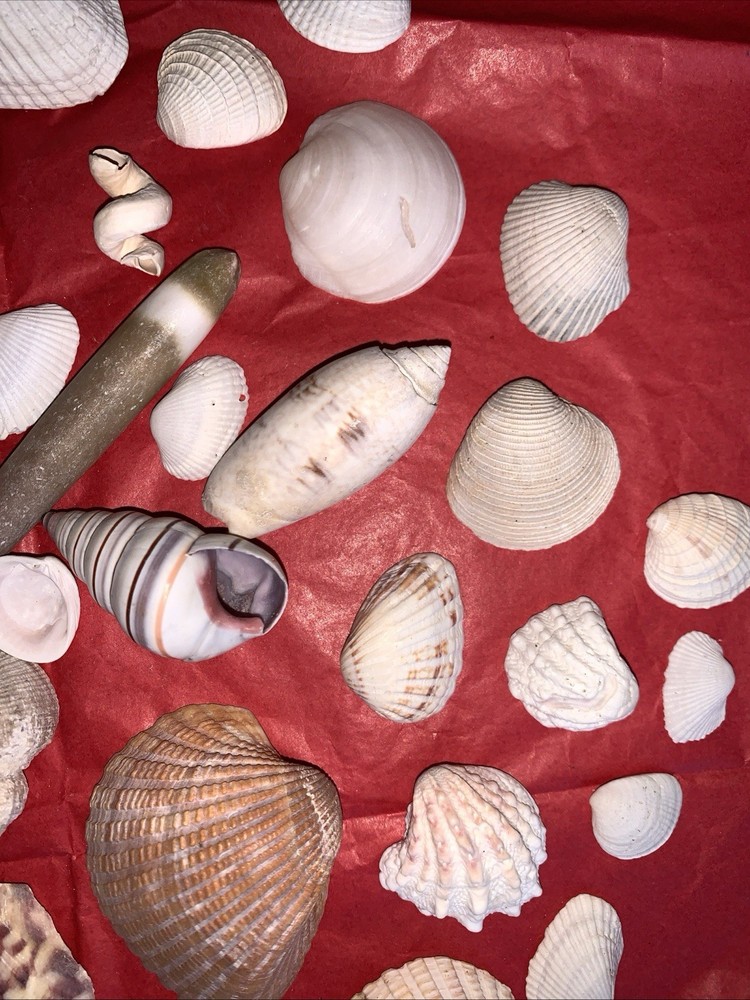 Seashell Lot Various Sizes and Shells Beautiful Selection Craft Beach 50+ Shells