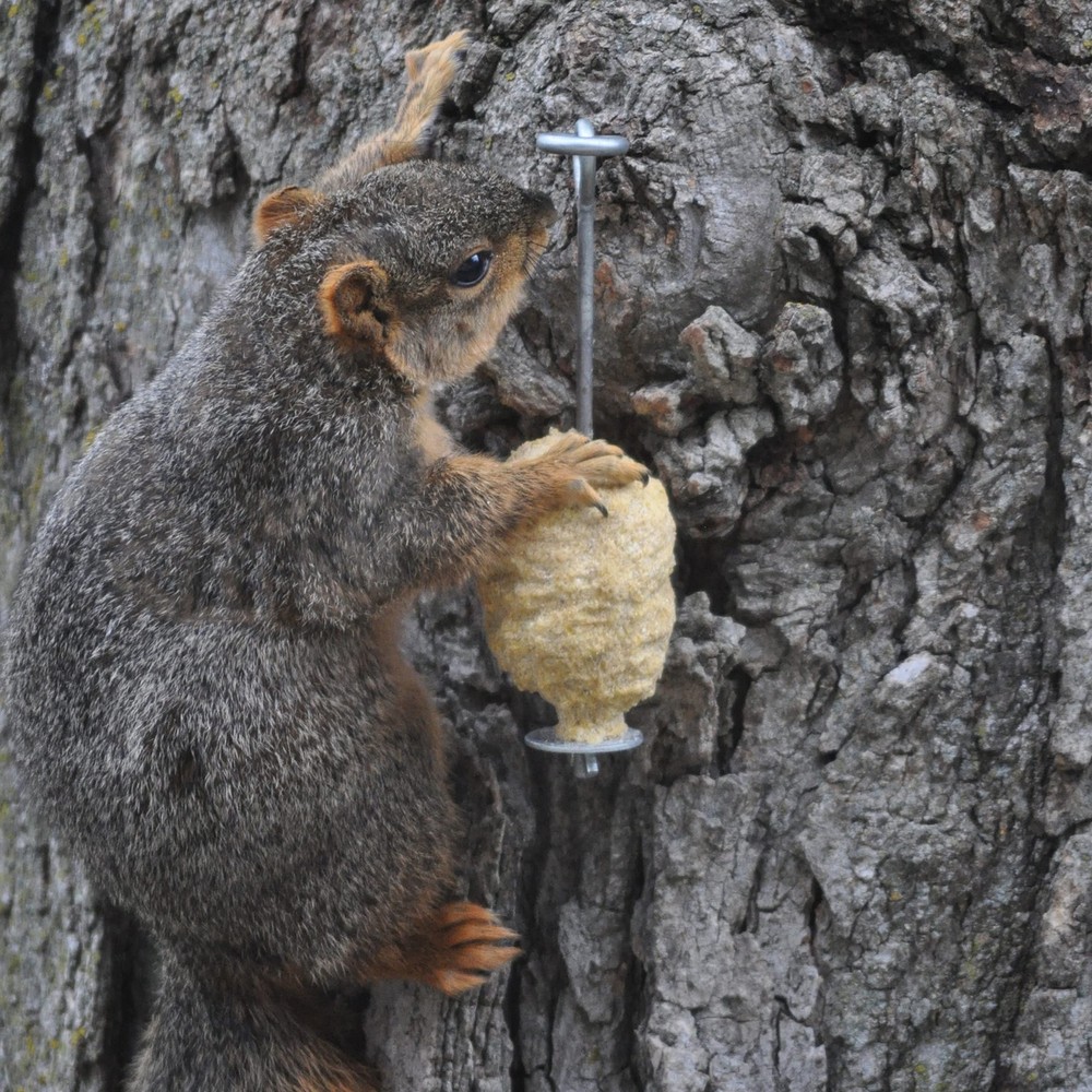 GC - C&S Nut'n Sweet Corn Squirrelog, Single Pack Refill