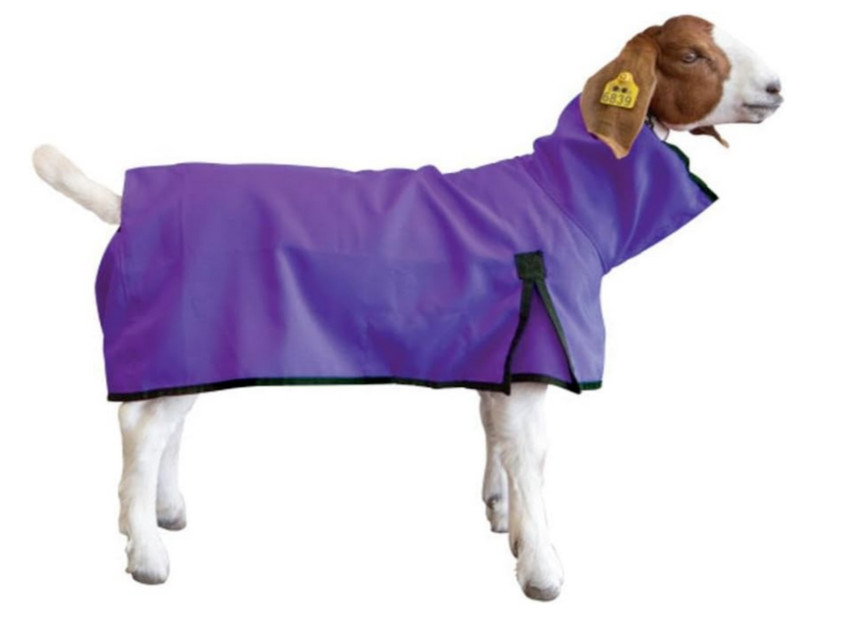 +++Weaver Livestock Goat Blanket with Solid Butt - Small Purple+++