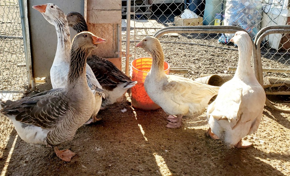 Giant Dewlap TOULOUSE Hatching Eggs 7