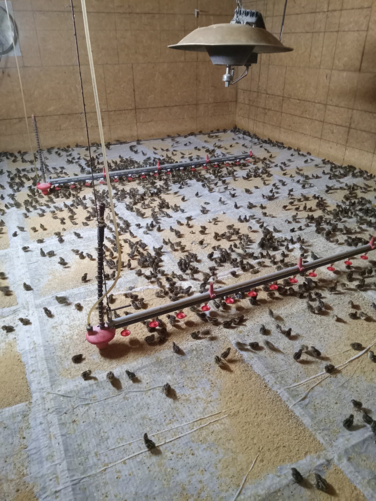100+ KINGsBROWN XL. JUMBO brown coturnix quail hatching eggs,
