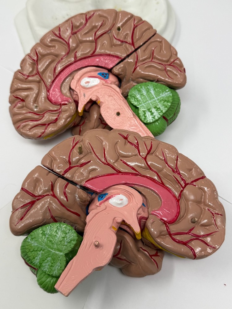 Human Brain Model for Teaching Study Display Medical Model